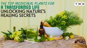 the-top-medicinal-plants-for-a-transformed-life-unlocking-natures-healing-secrets
