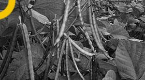 csa-scientists-amazing-nutrientrich-milk-made-from-cowpea