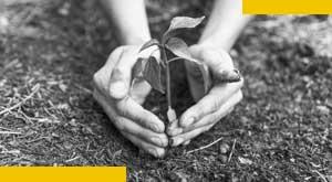 save-mature-trees-to-save-yourself