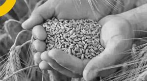 uae-suspends-export-wheat-four-months