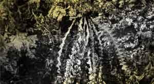 a-native-hawaii-fern-that-was-thought-to-be-extinct-discovered-alive-and-well