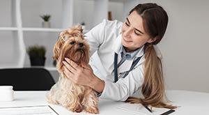 strengthen-veterinary-resilience