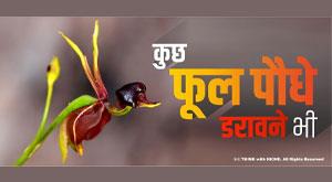 some-flowering-plants-are-scary-too