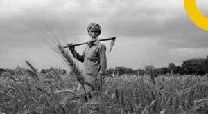 government-cuts-wheat-production-forecast