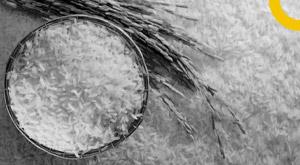 broken-rice-can-be-exported-with-conditions-till-september-30-approval-received