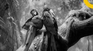 valuable-trees-plants-including-giraffes-parrots-seaweeds-extinct-earth-report