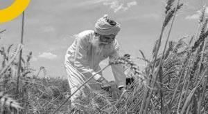 the-relaxation-in-india-s-export-restrictions-will-lower-the-global-price-of-wheat