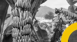 canada-bananas-from-india-farmers-benefit
