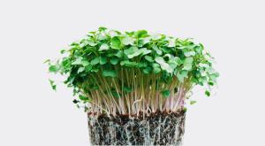 12-most-profitable-crops-for-small-farms