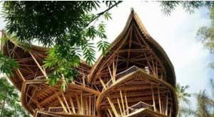 truth-or-trend-is-bamboo-sustainable