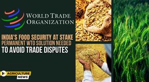 indias-food-security-at-stake-permanent-wto-solution-needed-to-avoid-trade-disputes