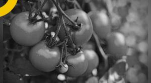 tomato-prices-continue-to-rise