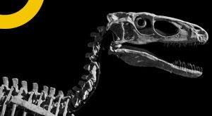 million-year-old-dinosaur-skeleton-sold