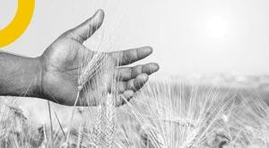 government-extended-process-wheat-procurement-till-may