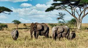 save-a-species-on-world-wildlife-day-2022