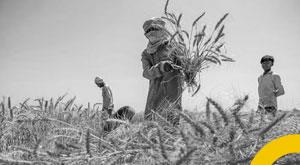 turkey-returned-tonnes-of-wheat-consignment-from-india