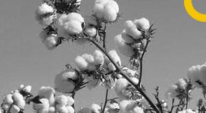 global-cotton-production-to-rise-by-3-usda