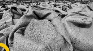 india-became-the-worlds-second-largest-producer-of-wheat-after-green-revolution