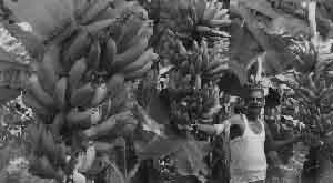 start-banana-cultivation-you-will-get-rich