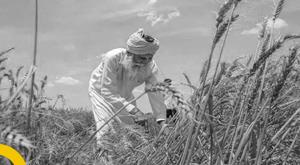 inflation-wheat-rice-and-pulses-costlier-by-5-in-two-days-oil-and-flour-also-increased