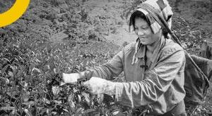 india-has-a-genuine-chance-of-meeting-the-usd-one-billion-shipment-target-tea-exporters-association