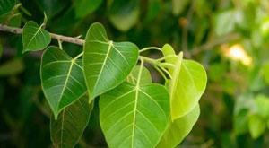 is-there-a-house-in-peepal-or-is-there-peepal-in-the-house