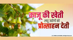 cashew-cultivation-encourages-small-scale-industries