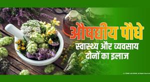 medicinal-plants-cure-for-both-health-and-business