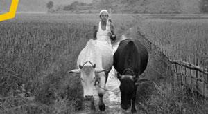 government-constituted-committee-to-make-msp-system-effective