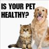 Is Your Pet Healthy? Signs You Might Be Missing