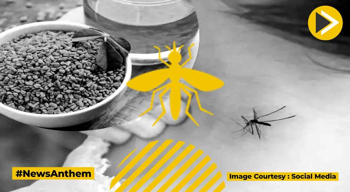 Dengue home remedy: बढ़ा डेंगू का खतरा! संकेत मिलते ही घोल के पी लें ये 5 पत्ते