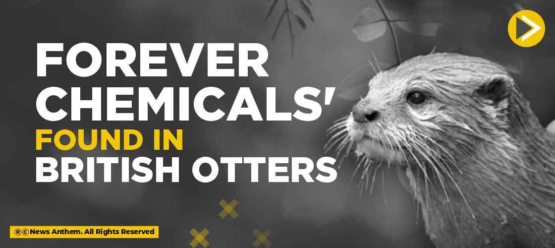 'Forever chemicals' found in British otters