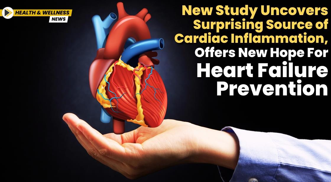 New Study Uncovers Surprising Source of Cardiac Inflammation, Offers New Hope for Heart Failure Prevention