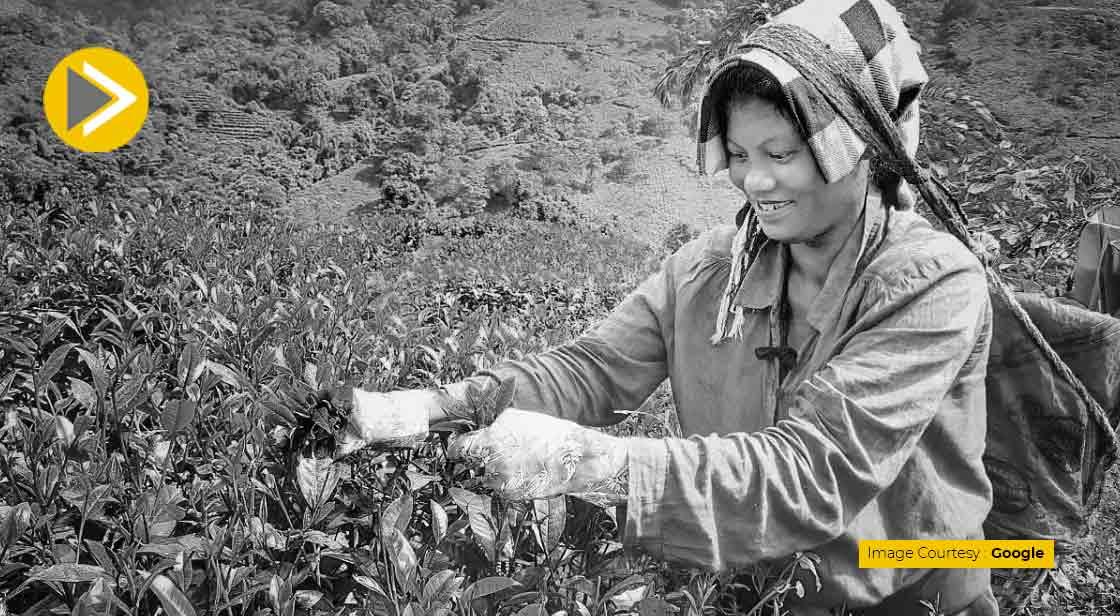India has a Genuine Chance of Meeting the USD one Billion Shipment Target: Tea Exporters' Association