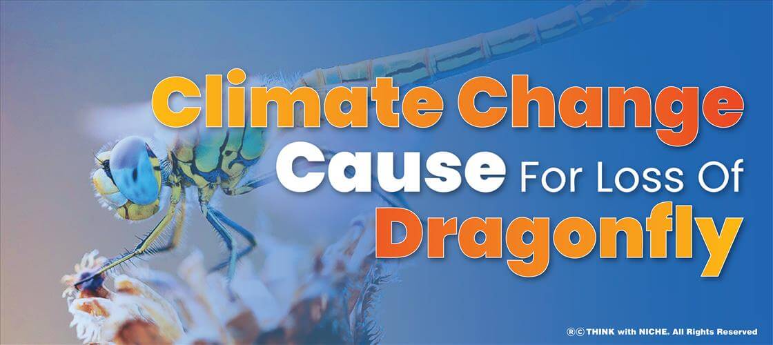 climate-change-cause-for-loss-of-dragonflies