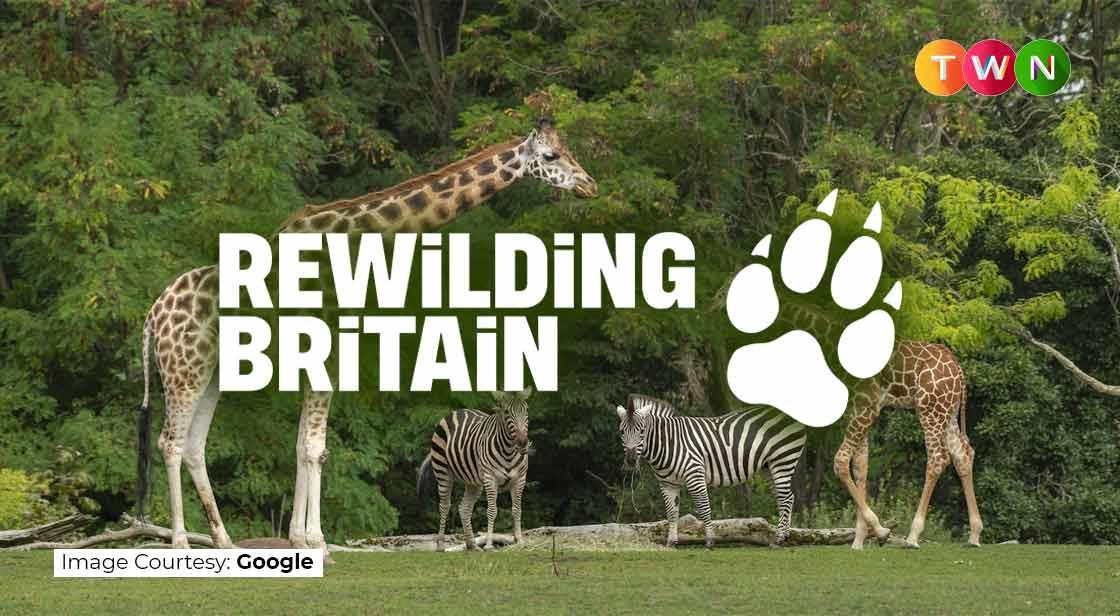 Reset And Springwise Partnership with Rewilding Britain