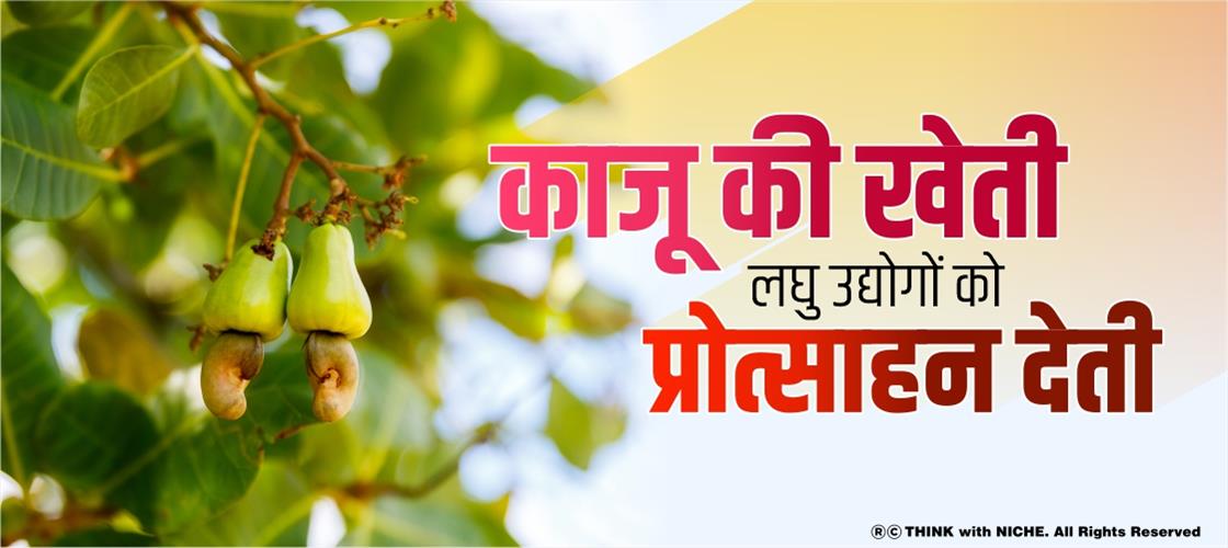 cashew-cultivation-encourages-small-scale-industries