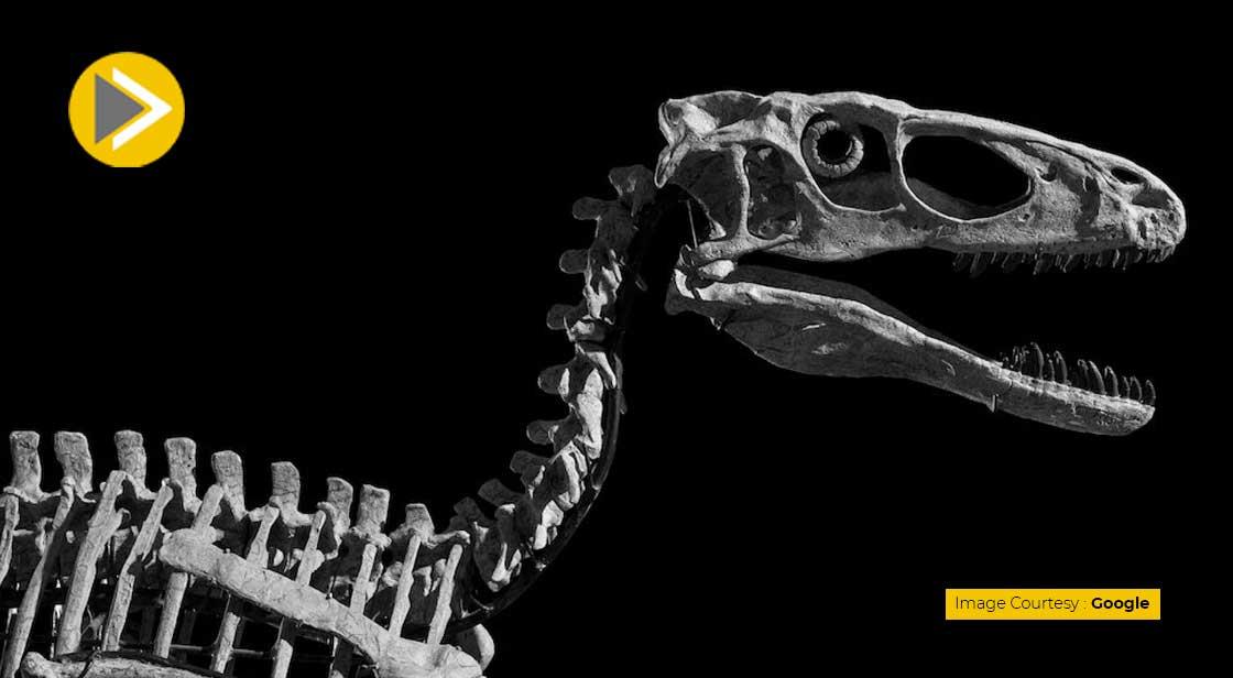 100 Million year old Dinosaur Skeleton Sold for $12.4 Million