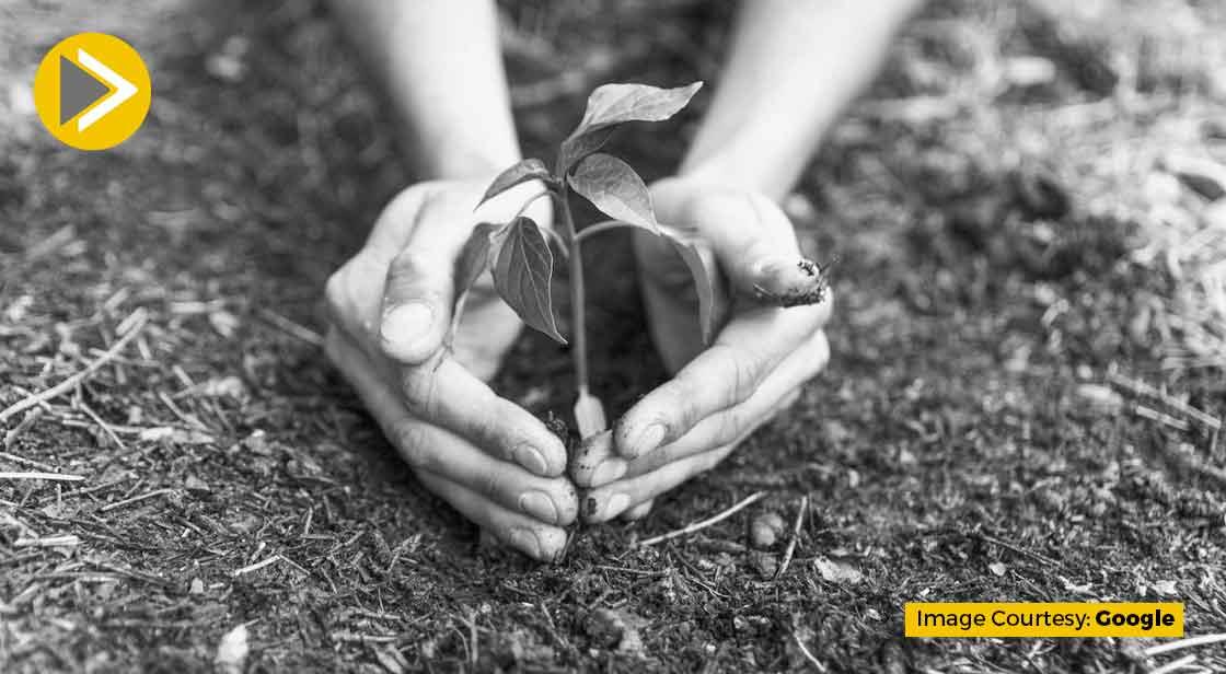 Save Mature Trees To Save Yourself