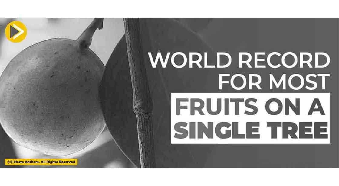World Record for Most Fruits on a Single Tree
