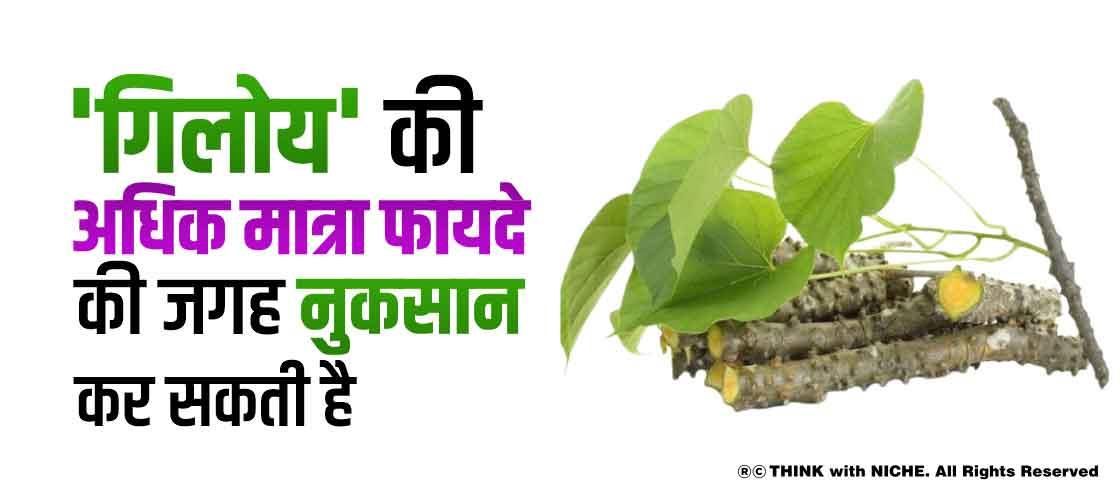 'गिलोय' की अधिक मात्रा फायदे की जगह नुकसान कर सकती है