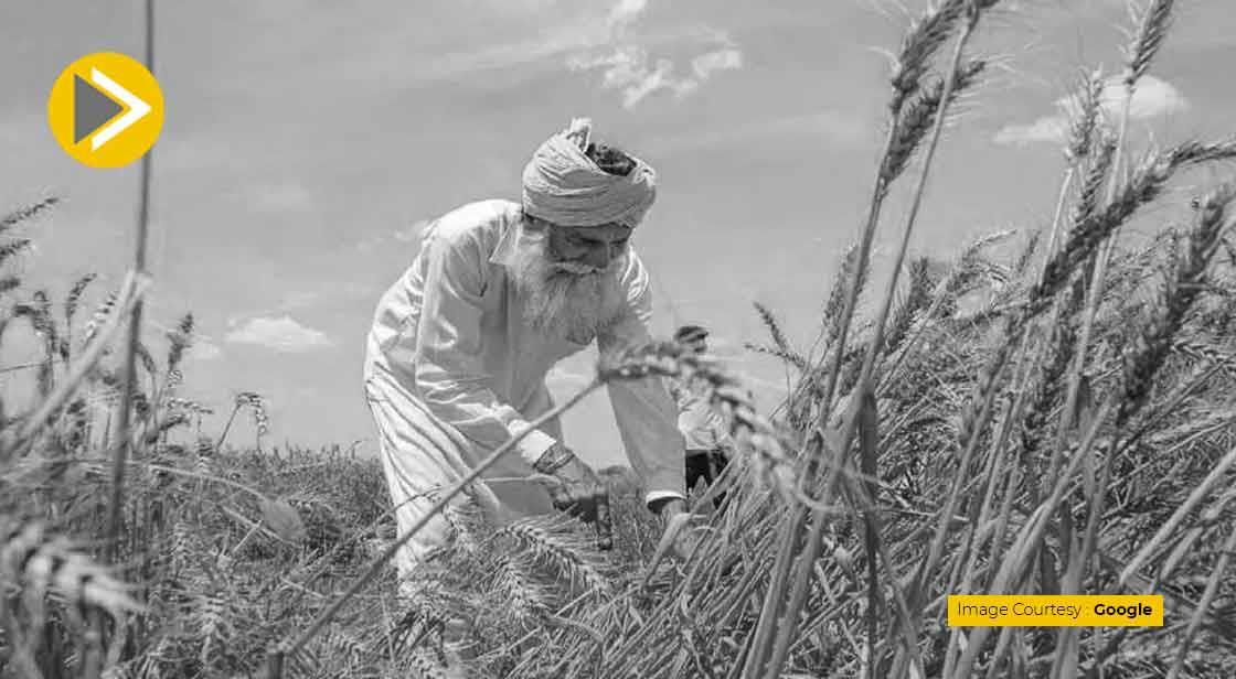 गेहूं के निर्यात पर सरकार ने लगाई रोक 
