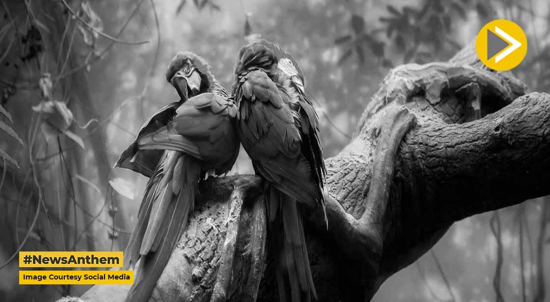पृथ्वी से लुप्त हो सकते हैं जिराफ, तोता, समुद्री शैवाल समेत कई बहुमूल्य पेड़ और पौधे- रिपोर्ट