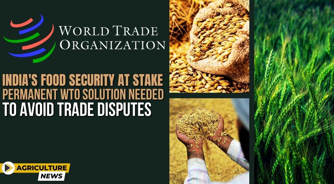 India's Food Security at Stake: Permanent WTO Solution Needed to Avoid Trade Disputes