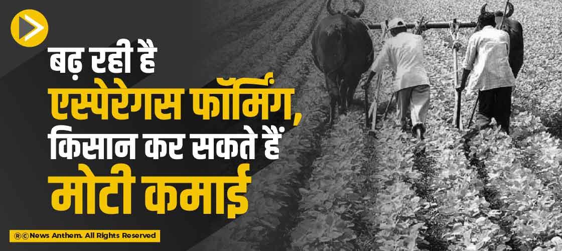 बढ़ रही है एस्पेरेगस फॉर्मिंग, किसान कर सकते हैं मोटी कमाई