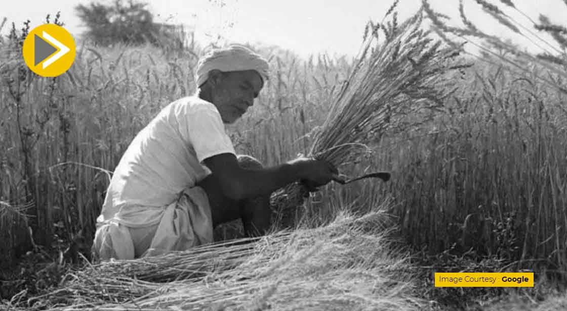 भारत से इस देश ने मांगा 50,000 टन गेहूं