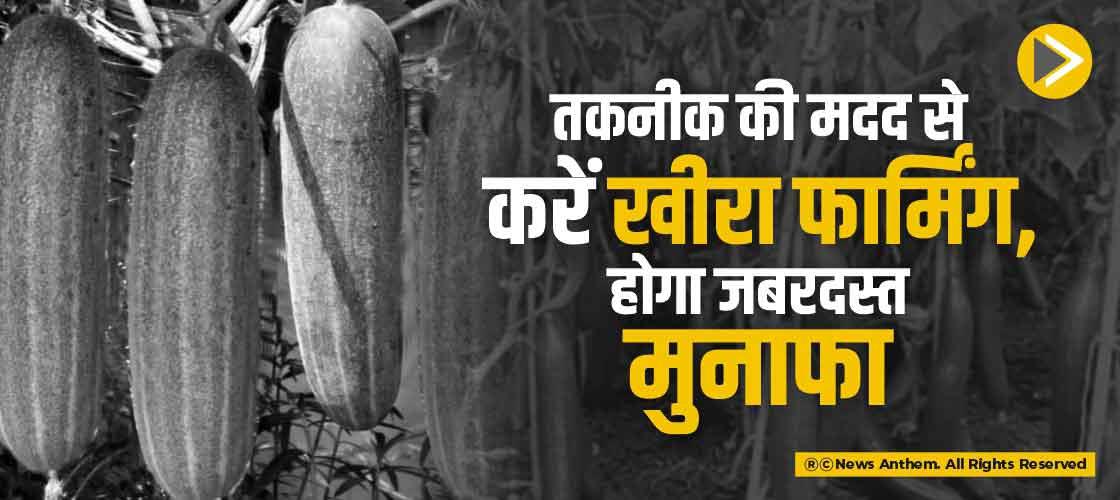 तकनीक की मदद से करें खीरा फार्मिंग, होगा जबरदस्त मुनाफा