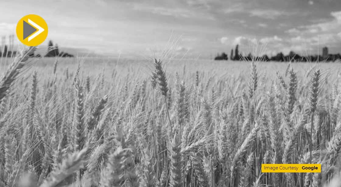 India bans wheat exports