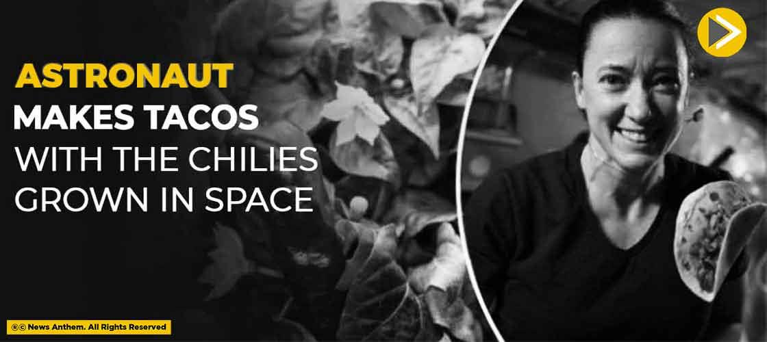 Astronaut makes Tacos With The Chilies Grown In Space