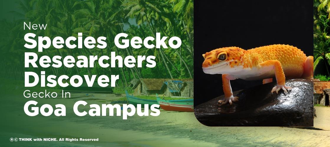 New Species Gecko: Researchers Discover Gecko In Goa Campus